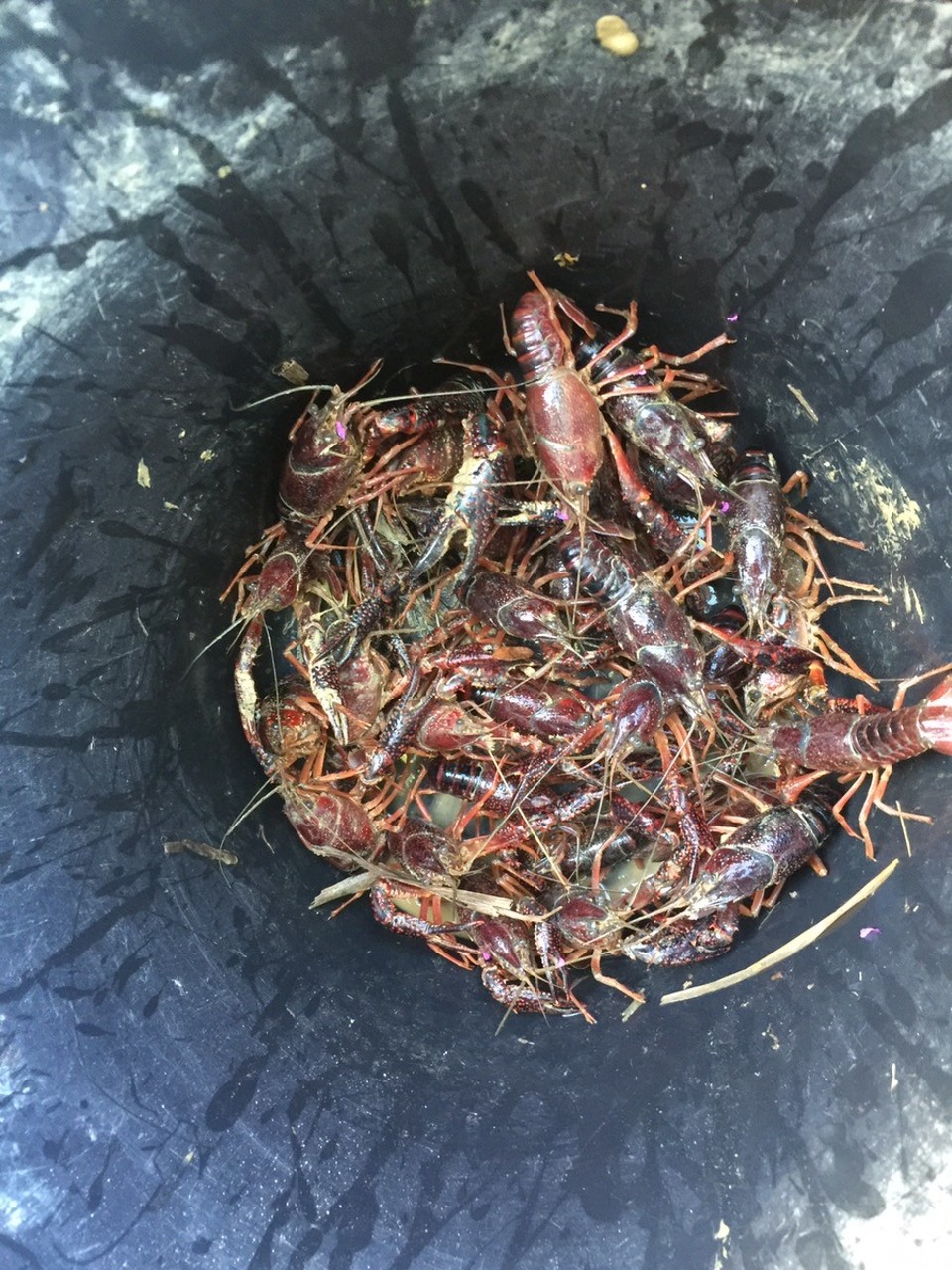 Frankreich - Berrias-et-Casteljau - Morgens haben wir dann einen Mann durch das Schilf kriechen sehen. Wir dachten, dass er Frösche für das Abendessen fängt. Es war jedoch eine andere Delikatesse. 