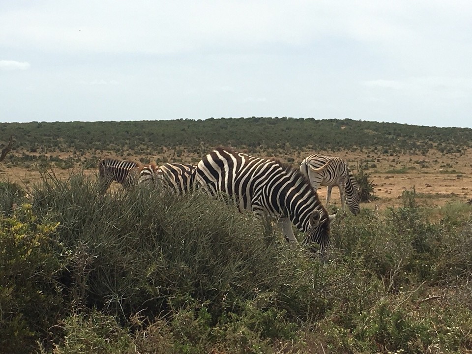 Südafrika -  - 