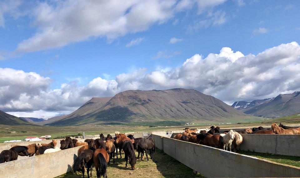 Island - Sveitarfélagið Skagafjörður - Auf dem Rückweg von Holár nach Hofsos sehen wir unsere Islandpferdeherde wieder. Mittlerweile darf sie im LAUFSKÁLARÉTT Pause machen. In diesem Corral werden die Islandpferde der Region immer im Herbst zusammengetrieben. Hier findet im Herbst jeweils ein Riesen Spektakel statt...
