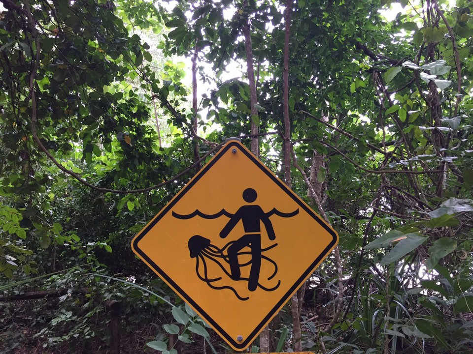 Australien - Cape Tribulation - Vorsicht vor Quallen - da gehen wir besser nicht schwimmen. 
