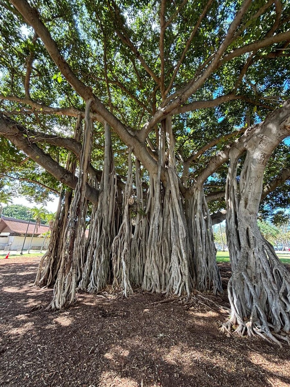 Vereinigte Staaten - Honolulu - 