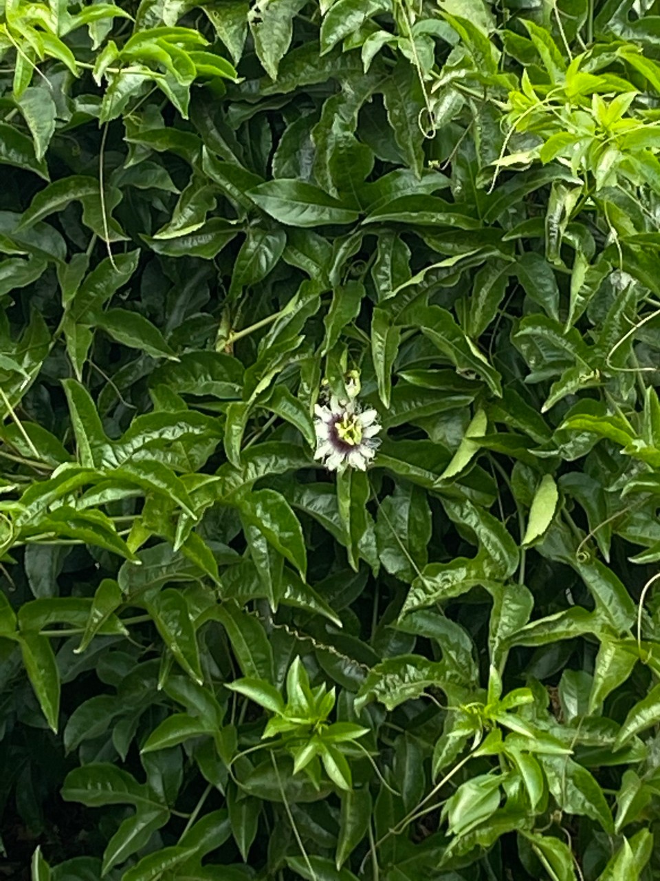 Réunion - Cilaos - Passionsblume