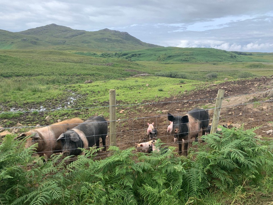 Vereinigtes Königreich - Acharacle - Porcofidelio ufem Wäg zur Sanna Beach, ganz im Nordweschte vo Ardnamurchan. Nüün chlini Ferkeli si am Söigge gsi - leider hani se gschtört u si si drvogumpet.