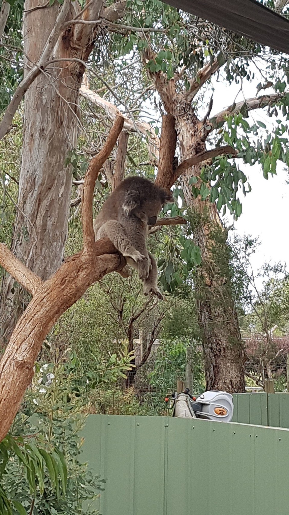 Australien - Phillip Island - Wenn der Mittagsschlaf dich erwischt.