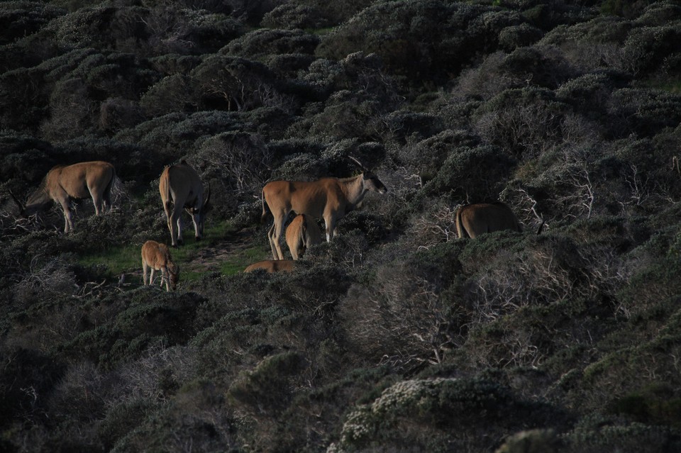 Südafrika - Cape Town - Eland am ...