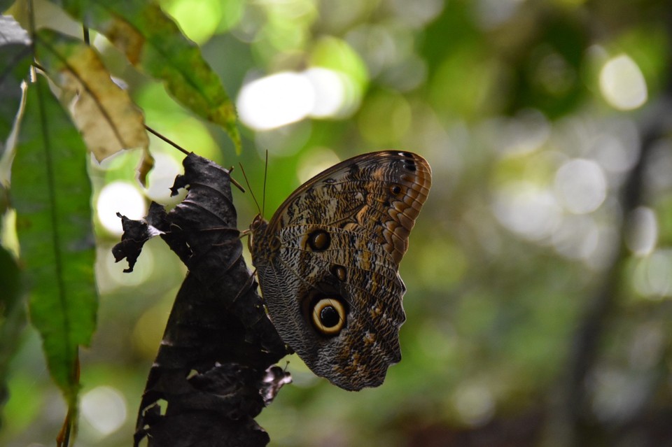 Costa Rica - San Carlos - Endlich mal ein Tier, der Schmetterling ist so groß wie ein Handteller.