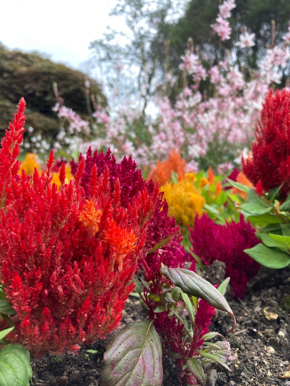 Neuseeland - Rotorua - 