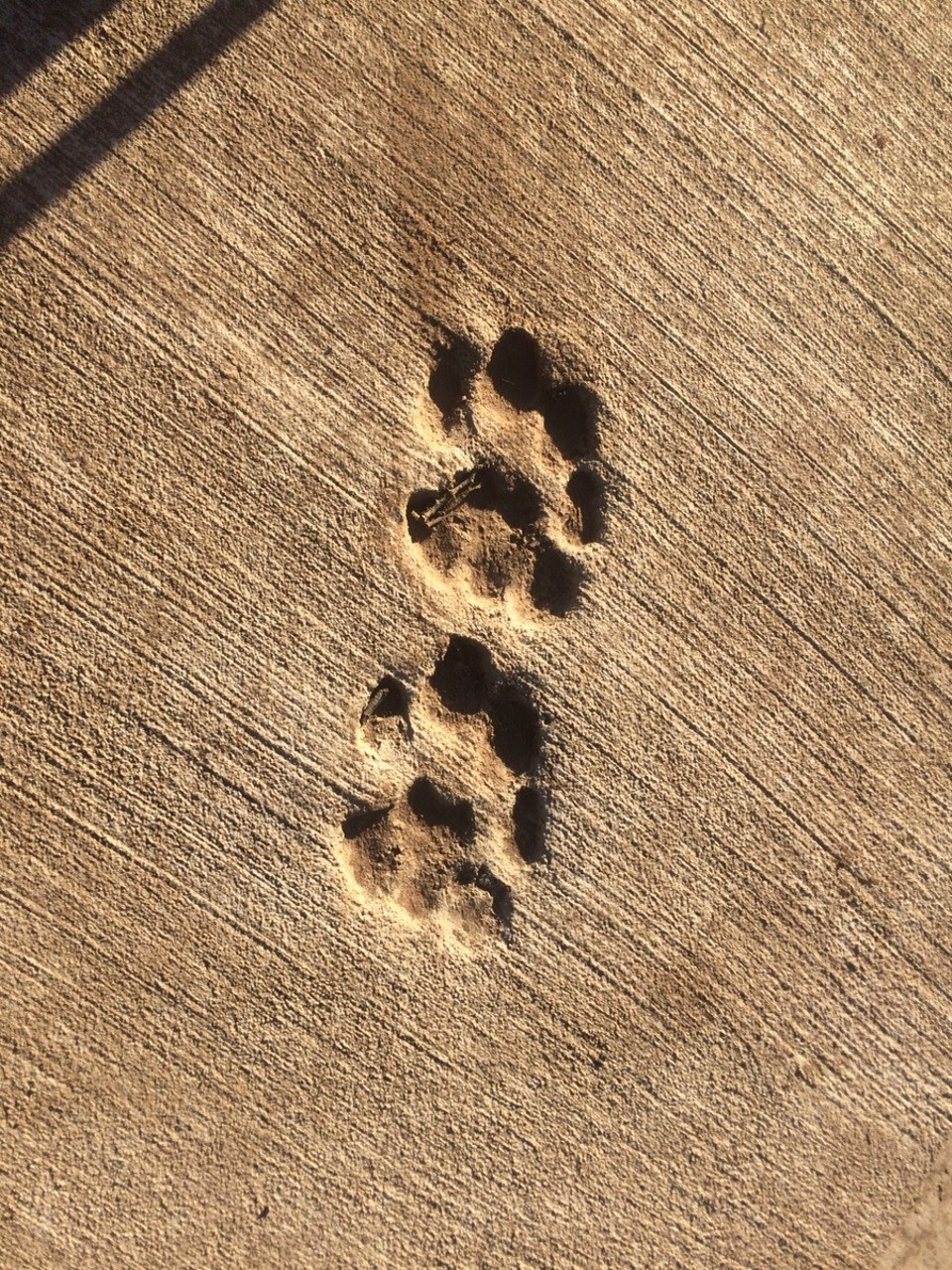Südafrika -  - Löwen-Spuren 🐾