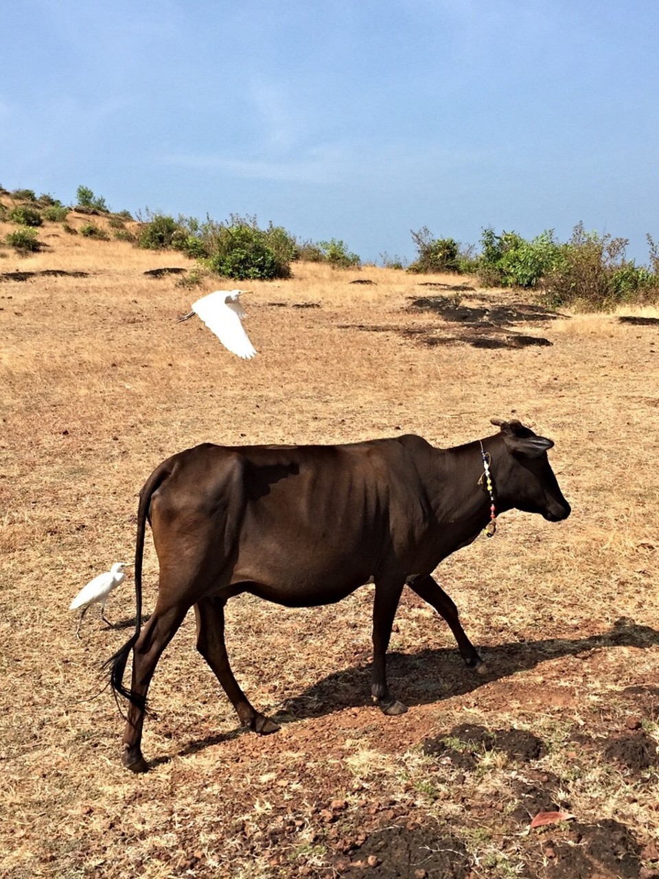Indien - Gokarna - 