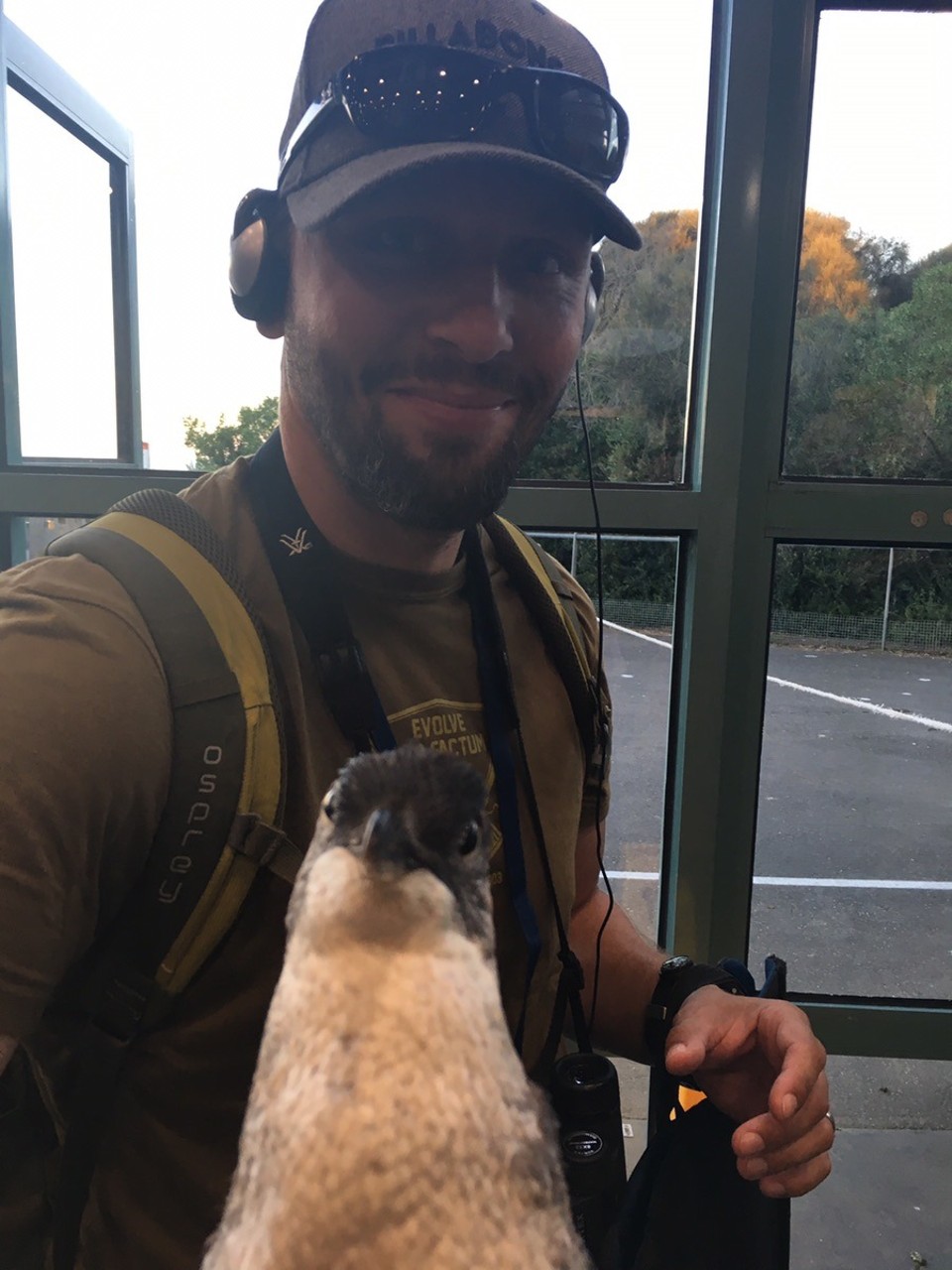  - Ausztràlia, Phillip island, Penguin Parade - 