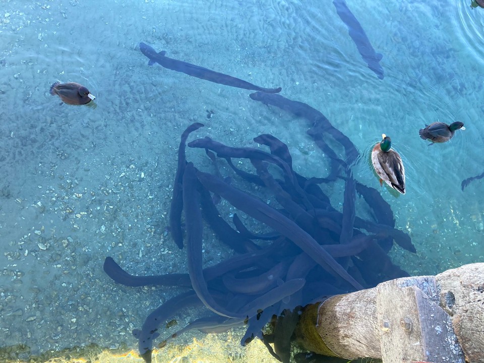 Neuseeland - Wanaka - Aale 🤓😎 
Den Tag zuvor hab ich mich nur gefragt, was die ganzen Leute immer am Steg machen, wenn sie da ins Wasser schauen 🤦🏻‍♀️😅