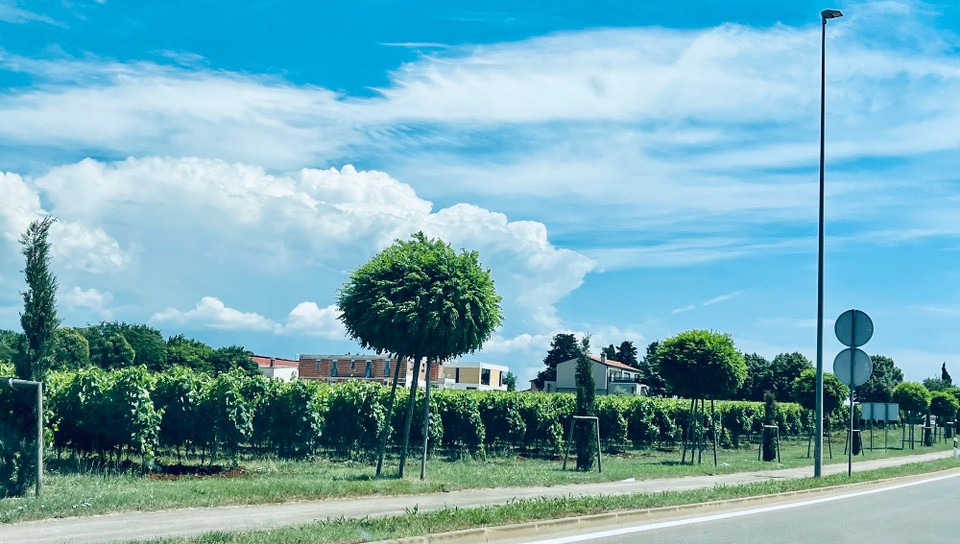 Slowenien - Piran - Weinfelder in Ktoatien