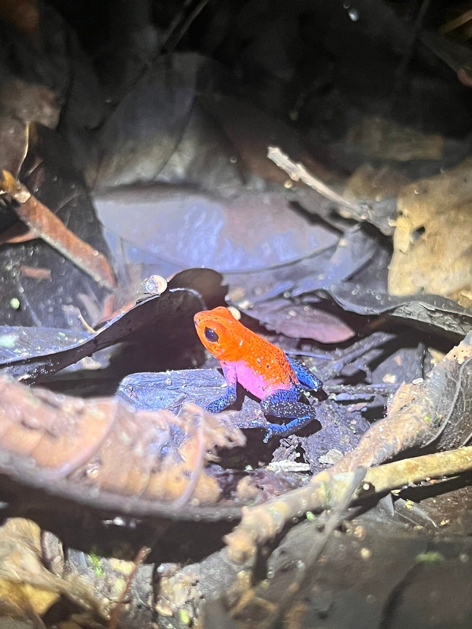 Costa Rica - La Fortuna - Und de „blue jeans frog“ hemmer au no gseh. De isch mega luut für so es chlises Fröschli