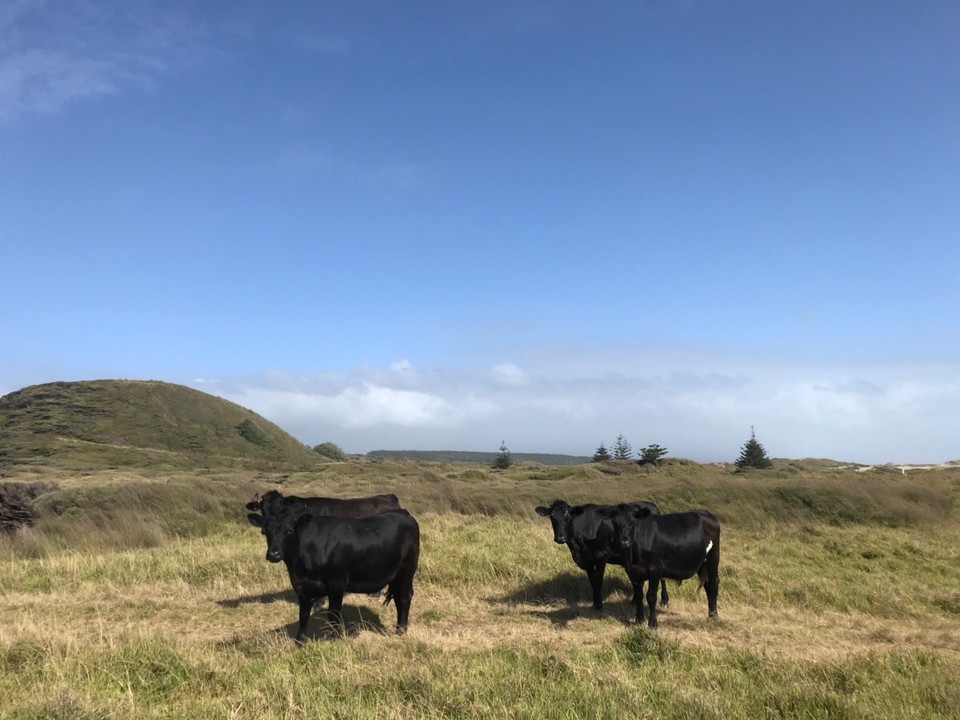 Neuseeland -  - Tierischer Besuch