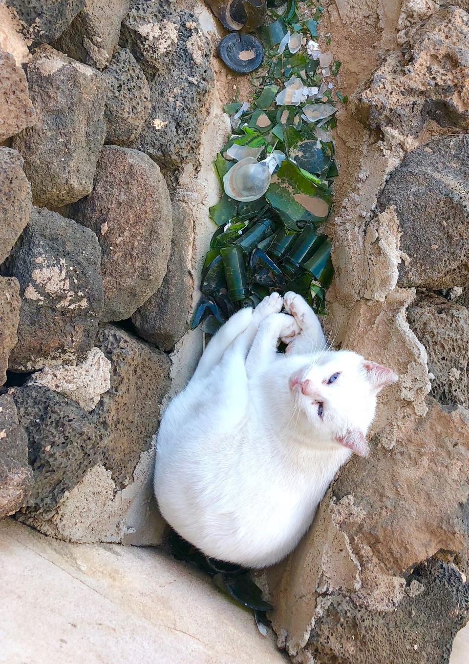 Spanien - La Oliva - Unsere Urlaubskatze Milky gebettet auf Glas 😄