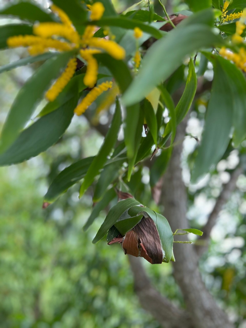 Tansania -  - Rätselraten… Raupe auf dem Weg zum Schmetterling??