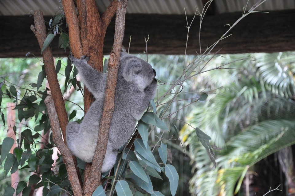Australien - Noosa Heads - 