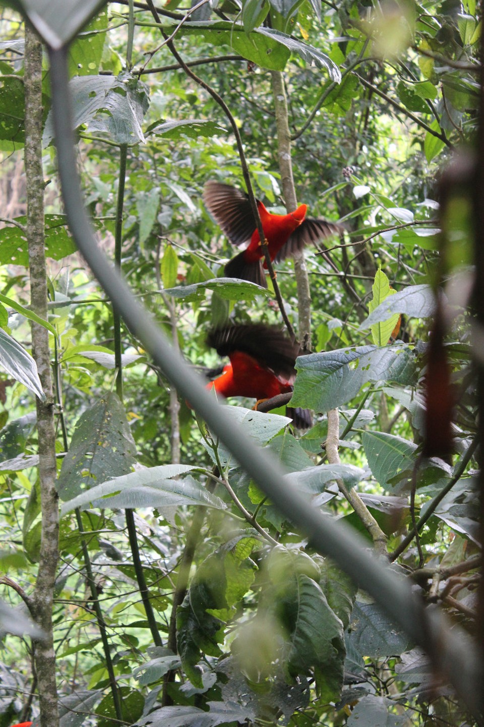 Colombia - Jardín - 