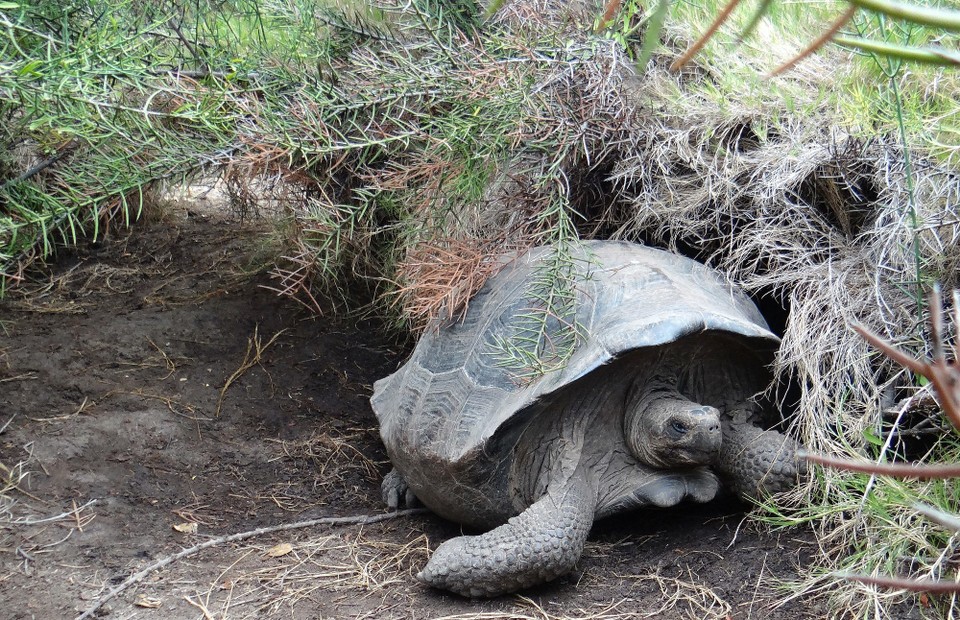 Ecuador - Isabela Island - Wild Giant Tortoise