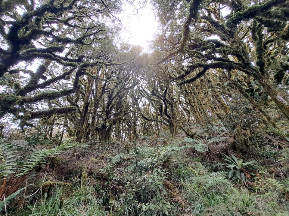 Neuseeland - unbekannt - 