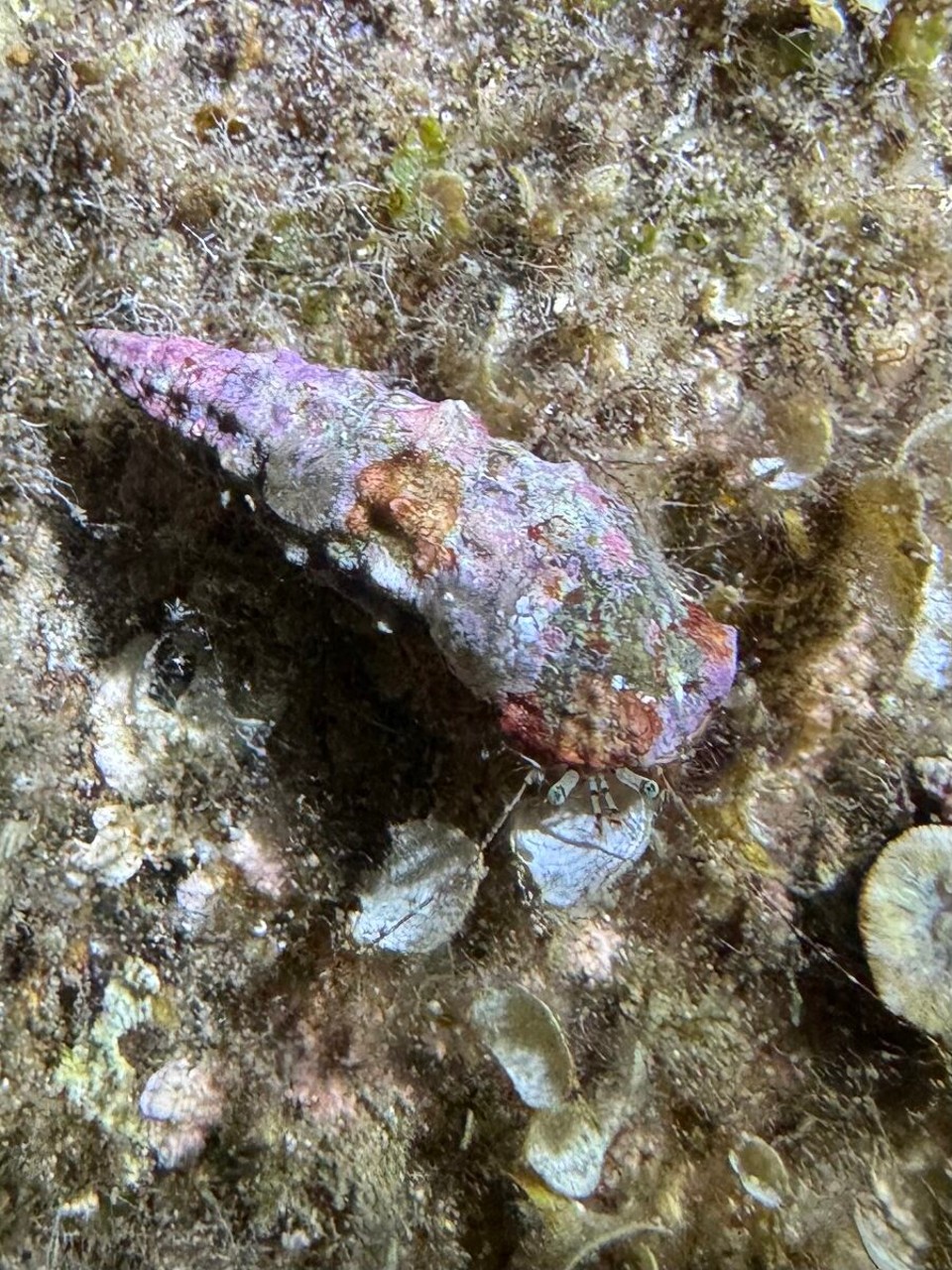 Italien - Capoliveri - Ein Einsiedlerkrebs auf Wanderschaft- er nimmt sein Haus gleich mit