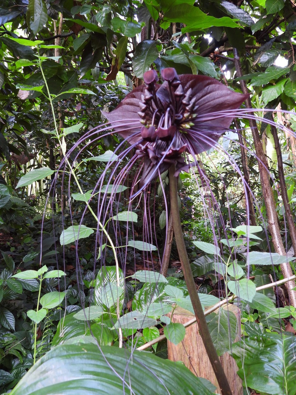 Madagaskar - unbekannt - 