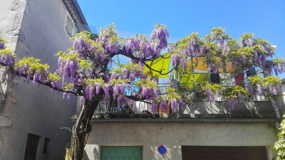 Frankreich - Vallon-Pont-d'Arc - Ich liebe diese Dinger! Glycinie, wie ich von meiner Blumenbewanderten Mutter erfahren durfte :)