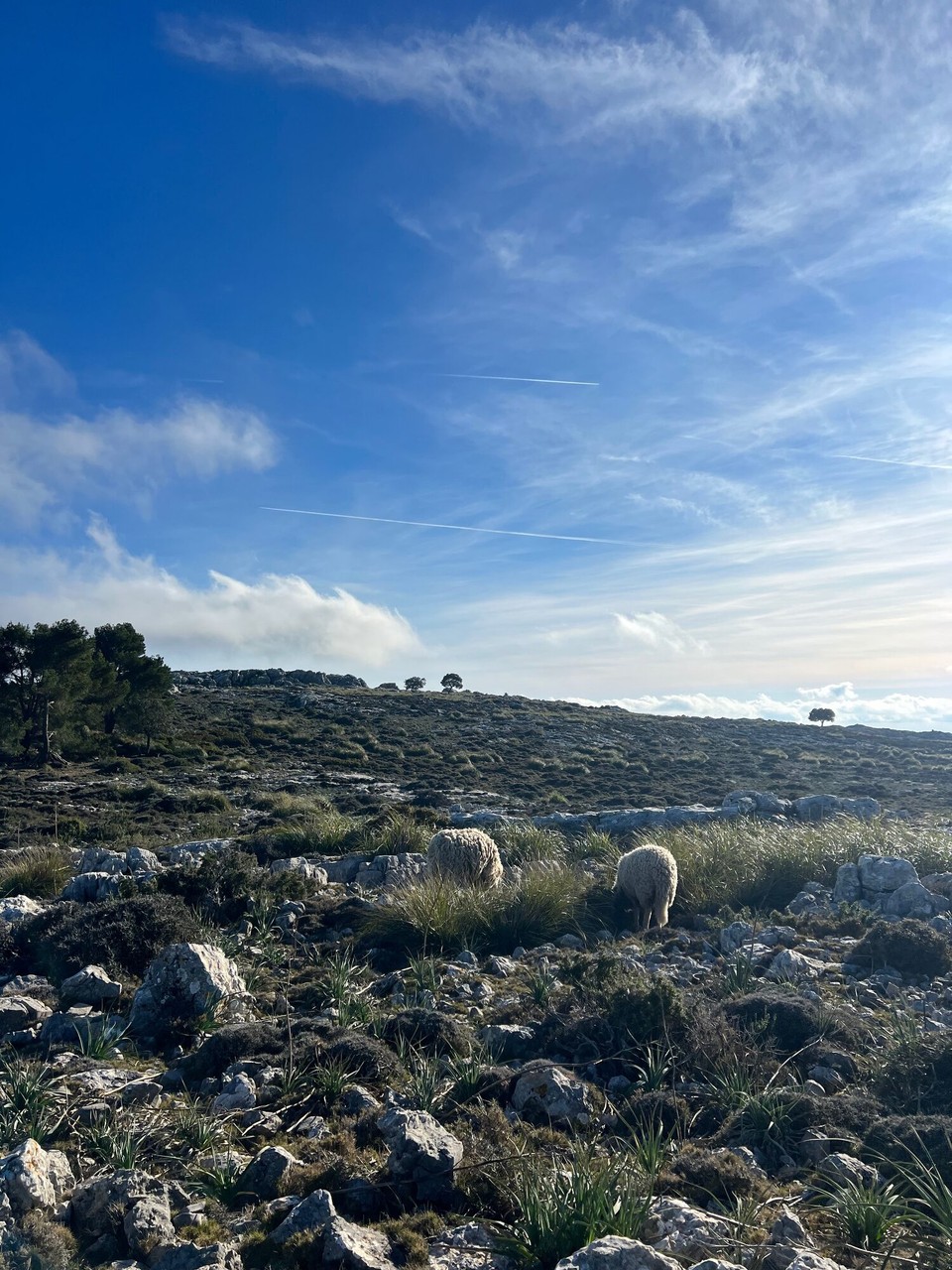 Spanien - Deià - Moin Schafe!
