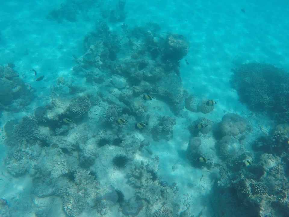 Tansania - Mnemba - 