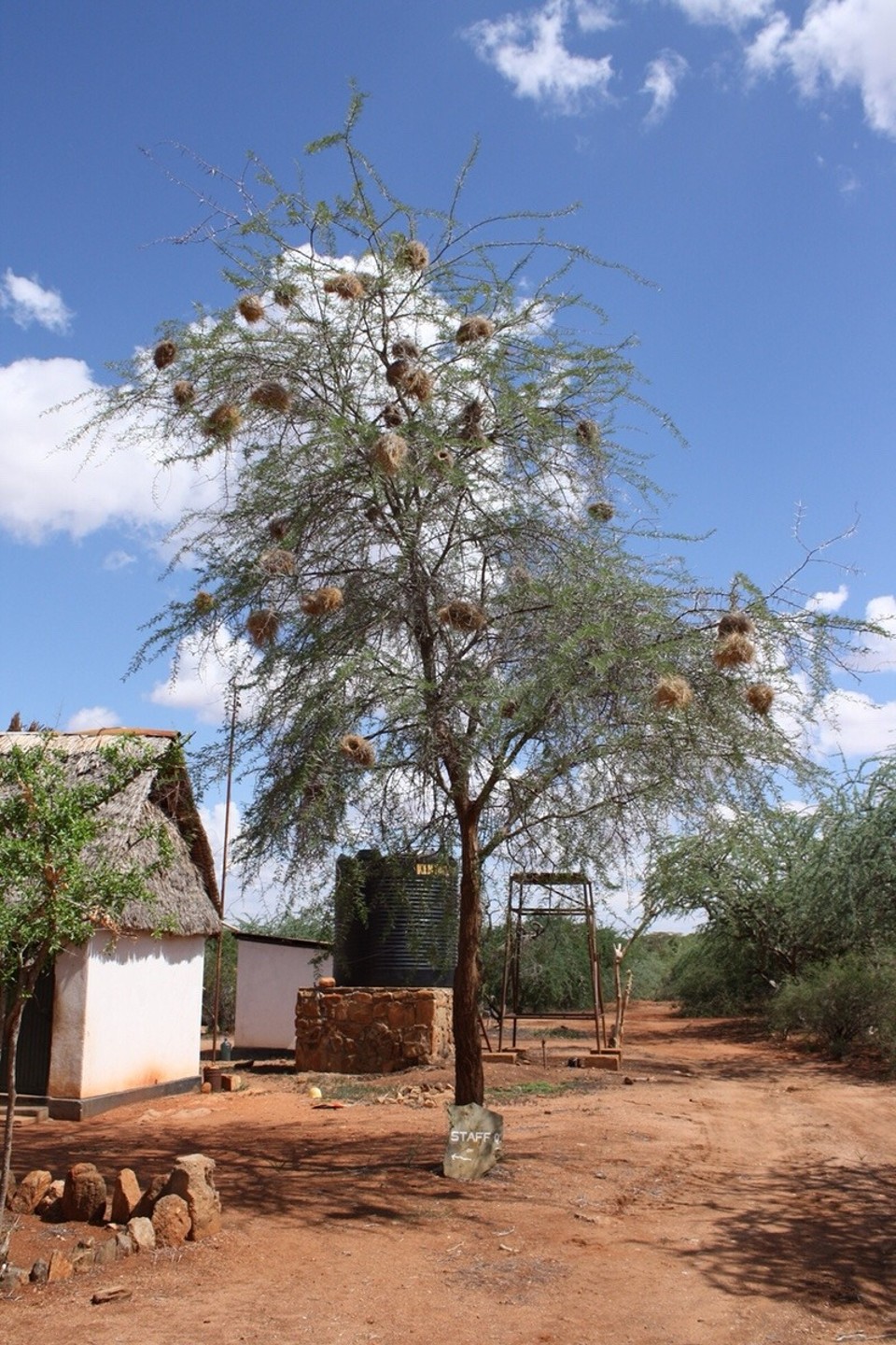Kenia - Taita - 