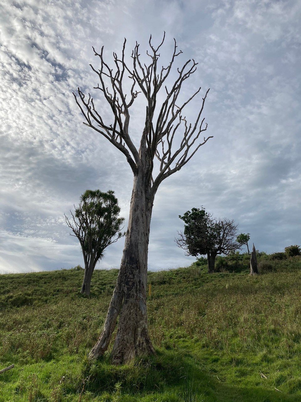 Neuseeland - Tolaga Bay - 