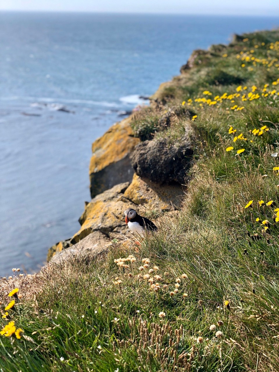 Island -  - 😍🥰