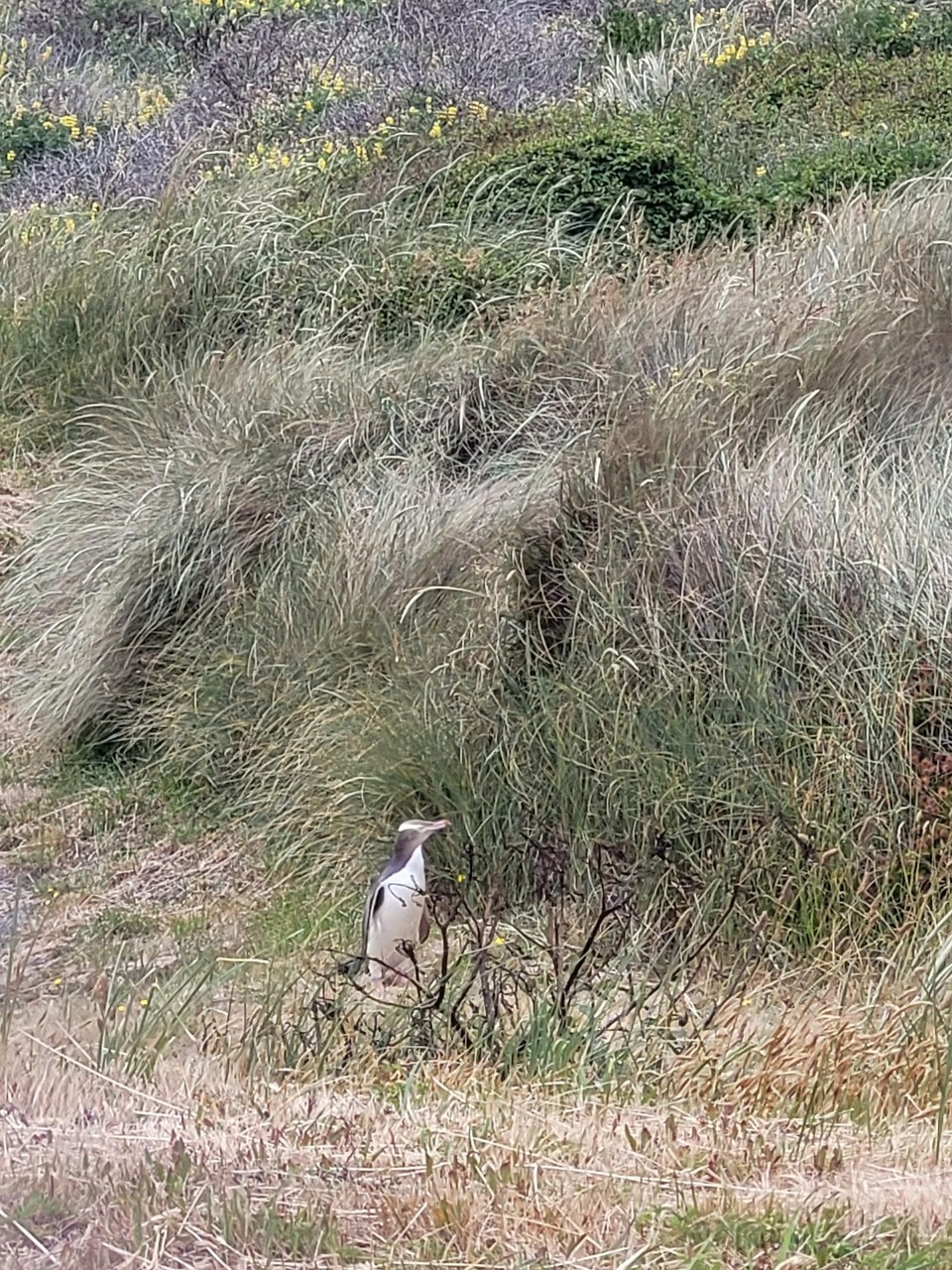 Neuseeland - Otago Peninsula - 