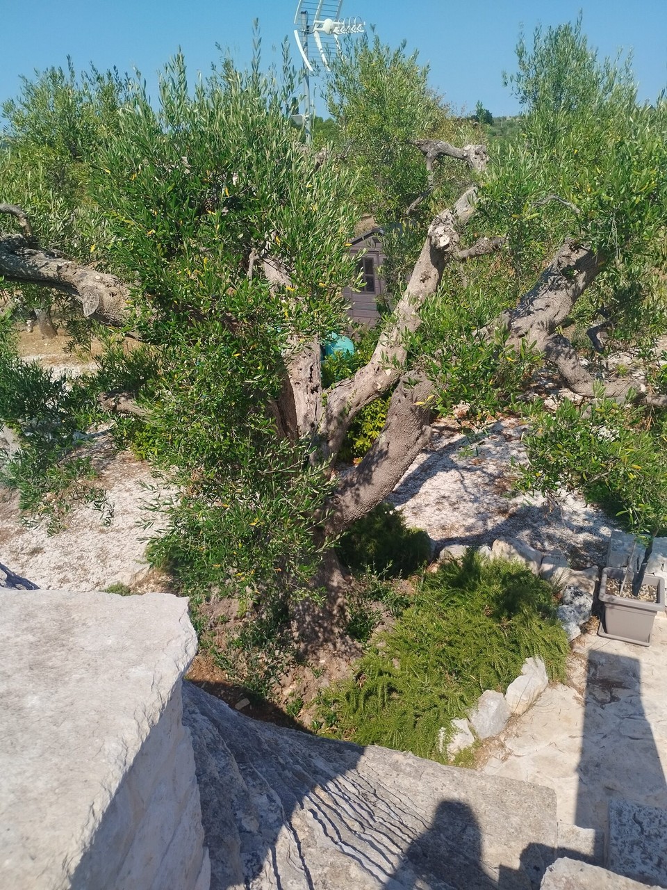 Italien - Alberobello - 