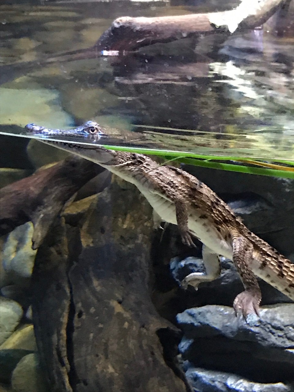 Australien - Sydney - Hi, mein Name ist Mister Baby Croc 🐊 und ich häng hier einfach mal so rum....