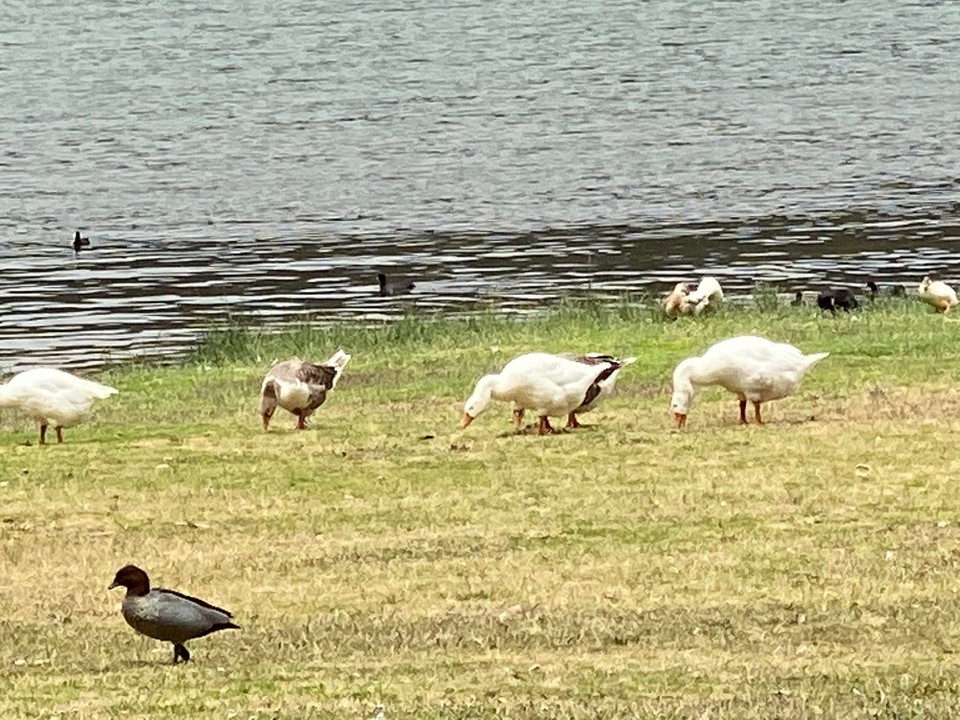 Australien - Mount Gambier - Ausser Enter waren keine Tiere wie Kangeroos zu finden