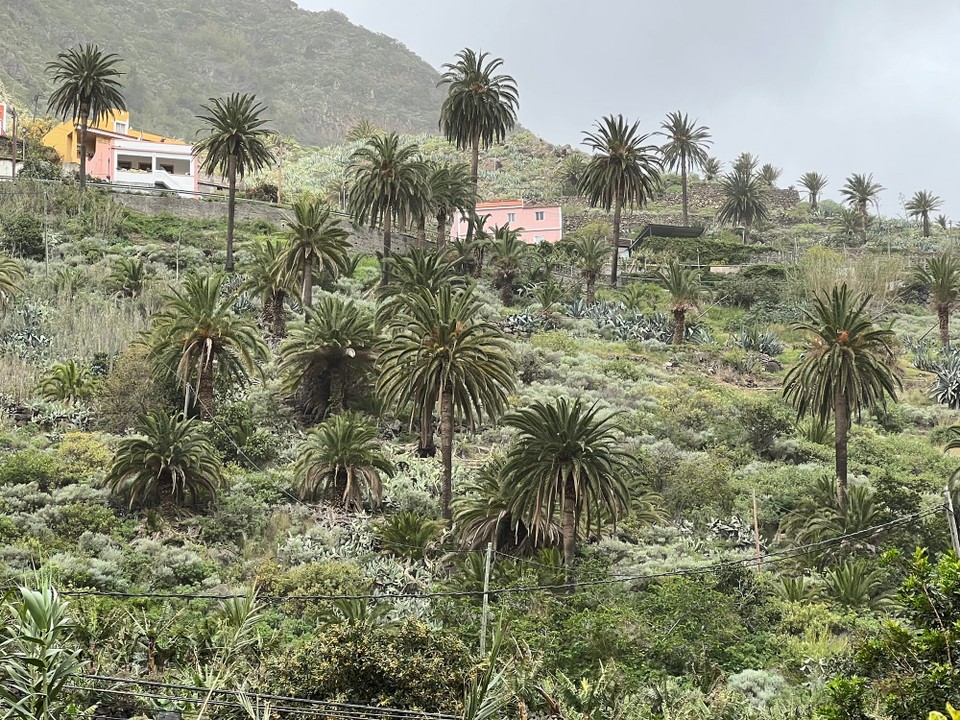 Spanien - Hermigua - Palmen