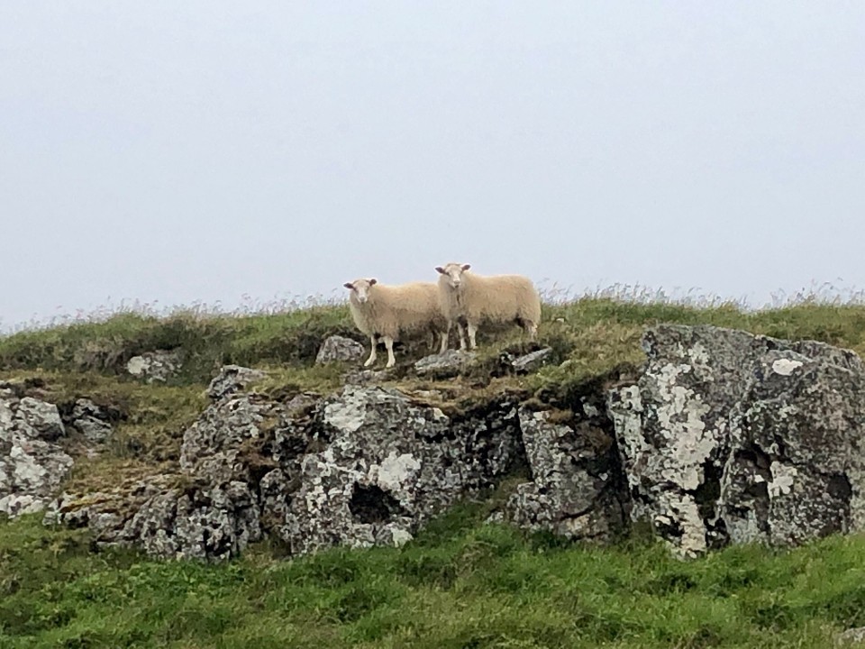 Island - Húnaþing vestra - Die beiden Kameraden hingegen scheinen hellwach zu sein und beobachten uns aufmerksam.
