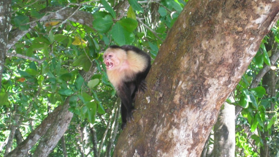 Costa Rica - Quepos - 