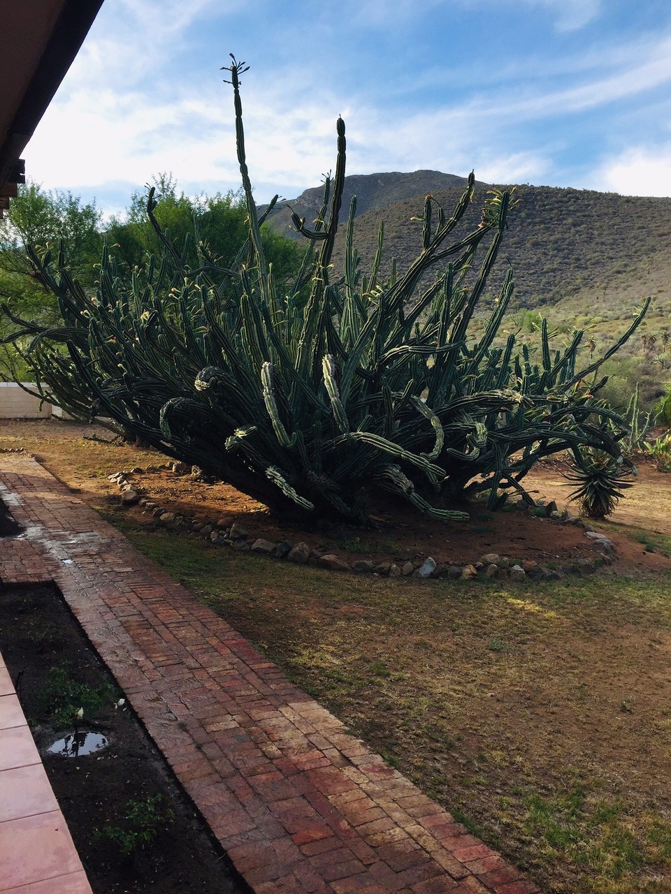 Südafrika - Oudtshoorn - 