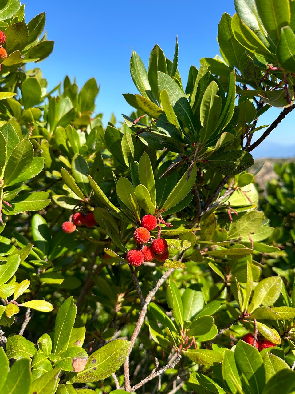 Frankreich - L'Île-Rousse - 