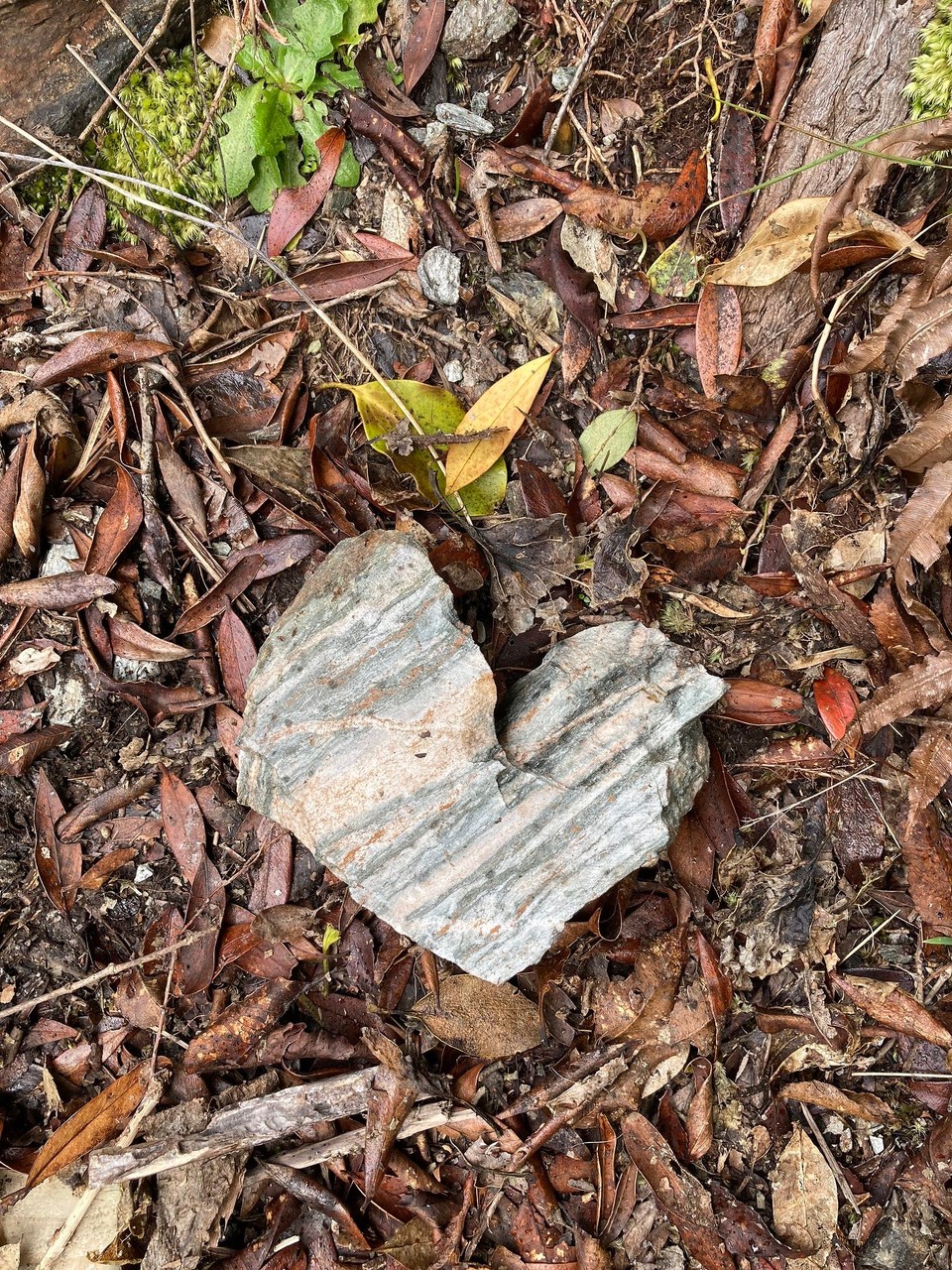 Neuseeland - Whataroa - 