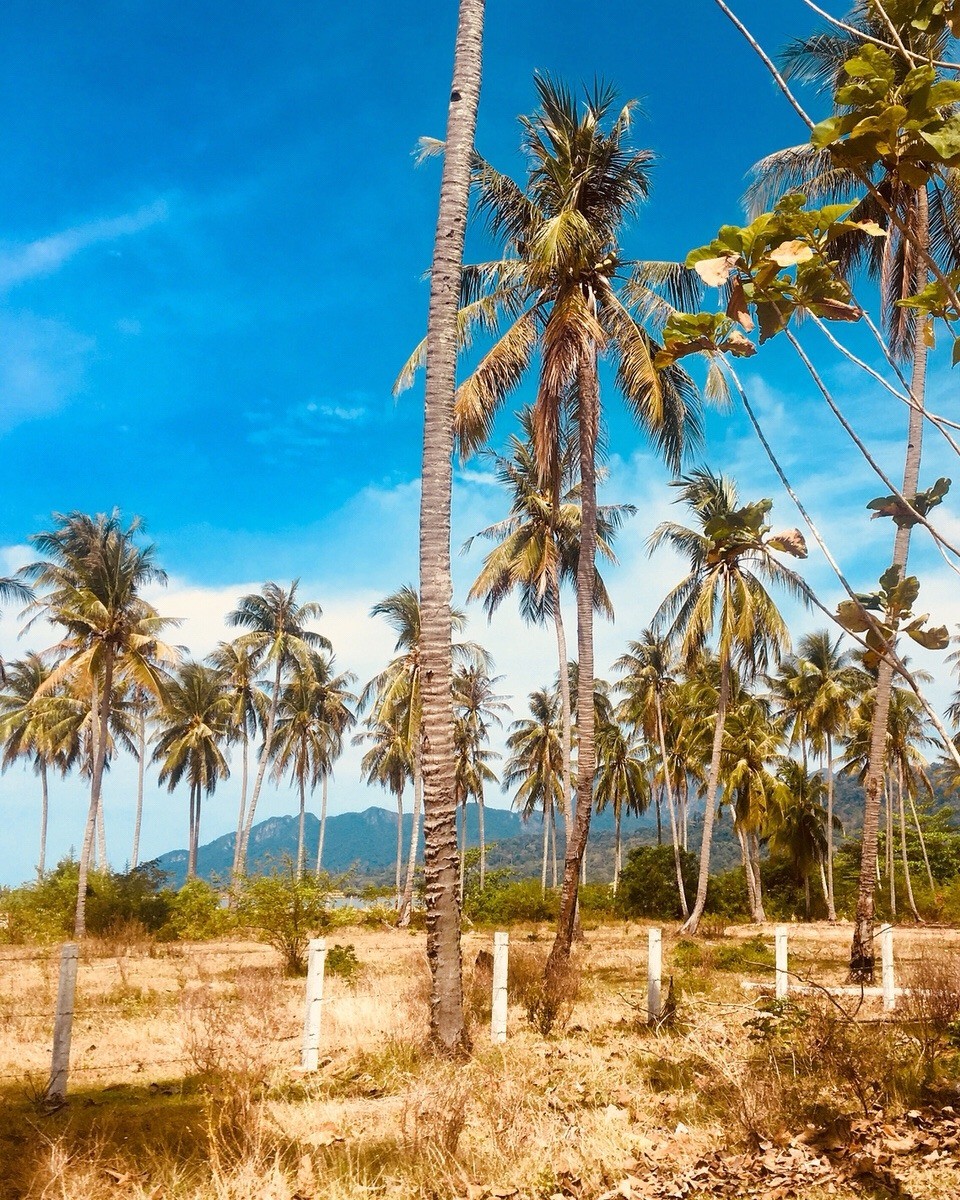 Malaysia - Kedawang - 