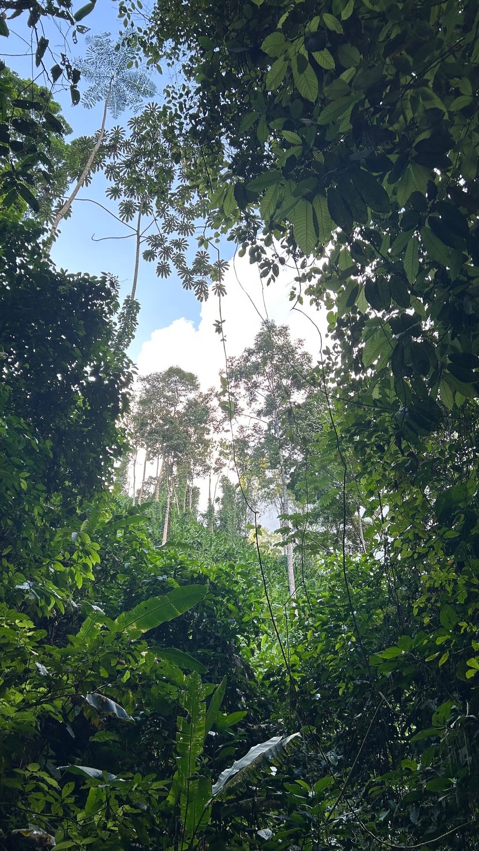 Costa Rica - Nationalpark Corcovado - 