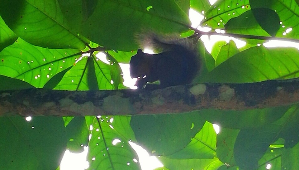 Costa Rica - Talamanca - 