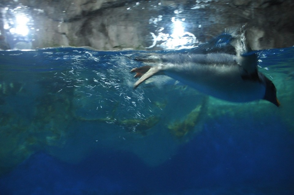 Neuseeland - Auckland - Pinguine