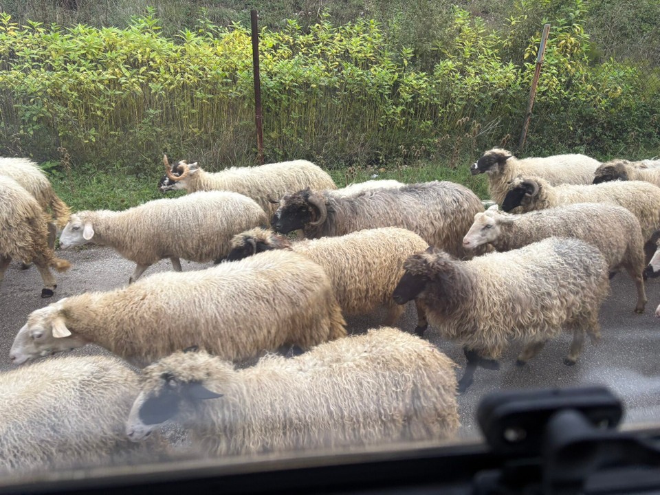 Bosnien und Herzegowina - Bihać - Morgendlicher Besuch 