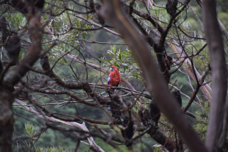 Australien - Wentworth Falls - 