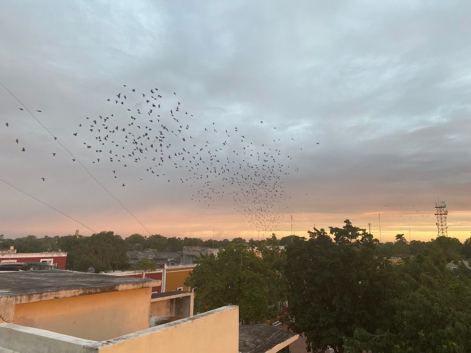 Mexiko - Las Coloradas - Einer von vielen Vogelschwärmen