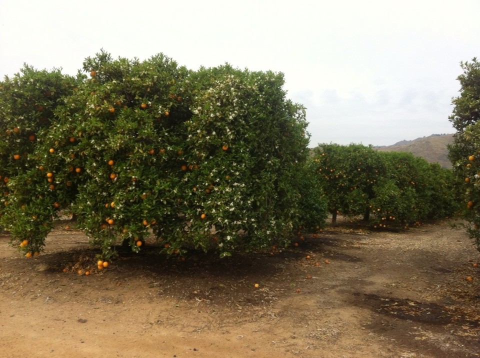 Egyesült Államok - Visalia - 